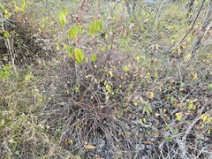 Tillandsia dasyliriifolia