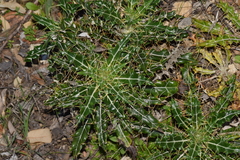 Ptilostemon hispanicus