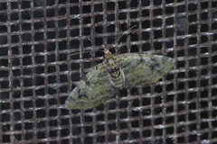 Chloroclystis neoconversa