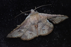 Canaea ryukyuensis