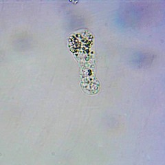 Hartmannellidae