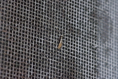 Pyloetis mimosae
