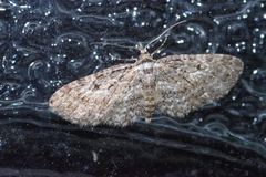 Eupithecia kuroshio