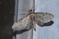 Eupithecia kuroshio