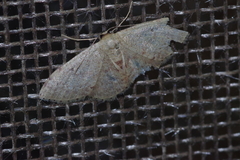 Idaea sakuraii