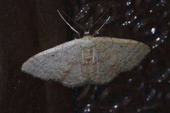 Idaea sakuraii