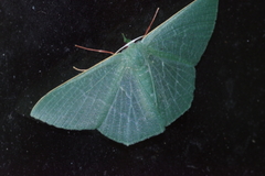 Thalassodes intaminata