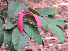 Syzygium erythrocalyx