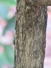 Syzygium erythrocalyx