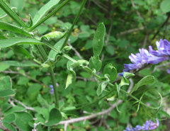 Dasineura spadicea