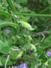 Dasineura spadicea