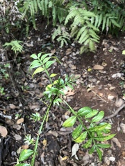 Zanthoxylum acanthopodium