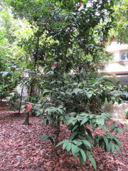 Syzygium erythrocalyx