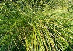 Carex paniculata