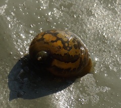 Ampullaceana balthica