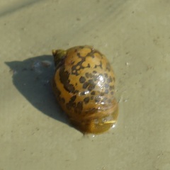 Ampullaceana balthica