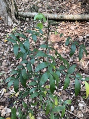 Zanthoxylum acanthopodium