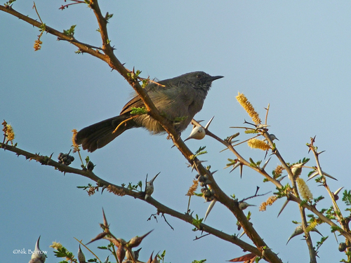 Gray Wren-Warbler