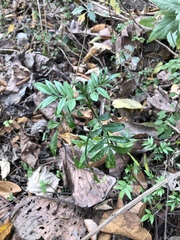 Zanthoxylum acanthopodium