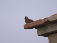 Emberiza sahari