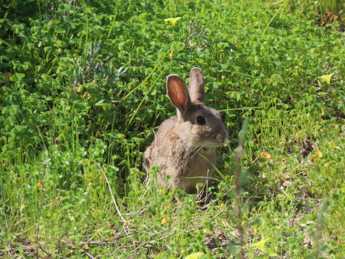 Iberian Rabbit, photo 3 of 10