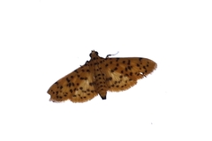 Conogethes punctiferalis