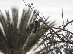 Pycnonotus barbatus