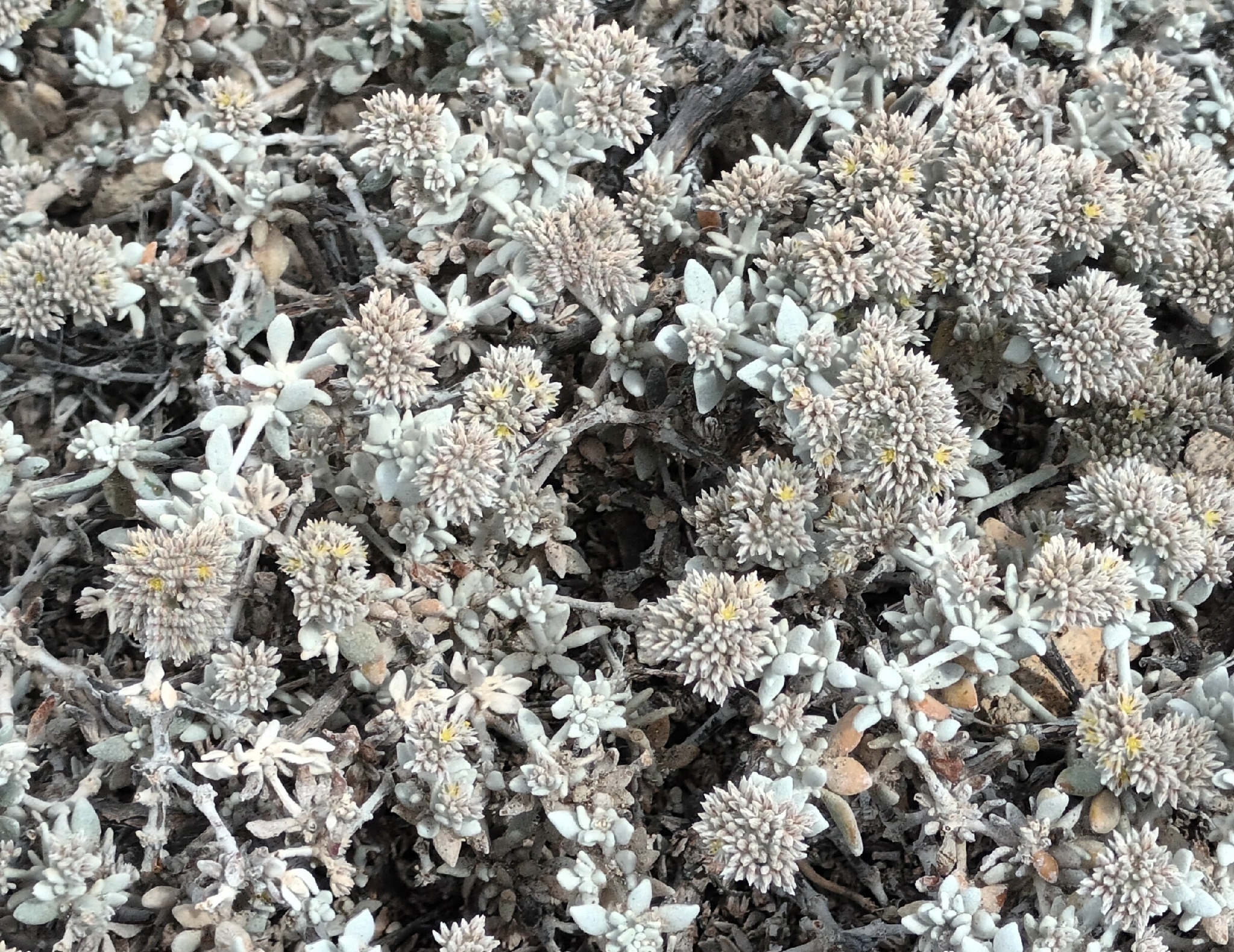Polycarpaea nivea
