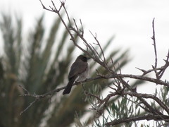 Pycnonotus barbatus