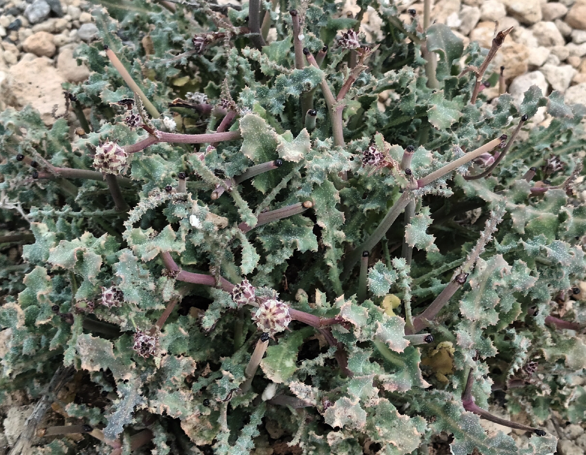 Reichardia crystallina