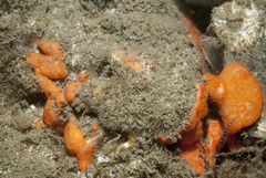 Didemnum pseudofulgens