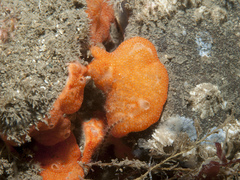Didemnum pseudofulgens