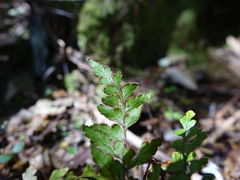Lindsaea trichomanoides