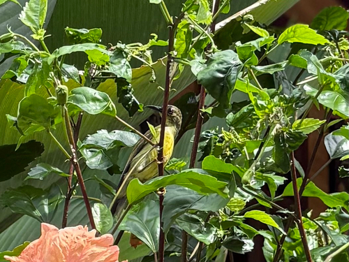 Brown-throated Sunbird