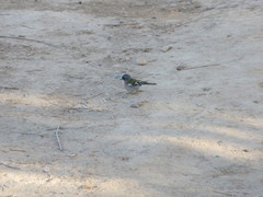 Fringilla coelebs africana