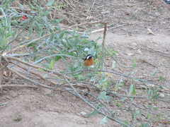 Phoenicurus moussieri