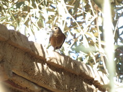 Phoenicurus moussieri