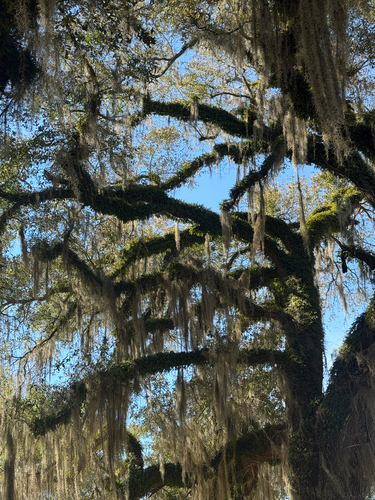 Spanish moss