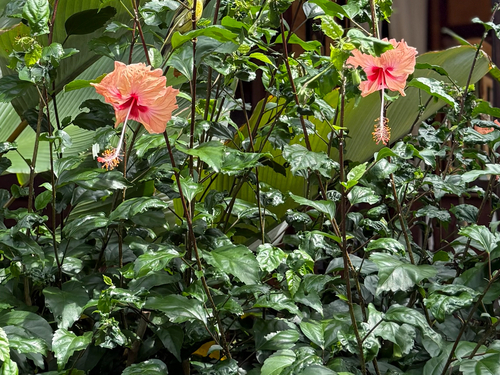 Red Hibiscus