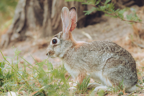 iNaturalist observation 2025-05-24