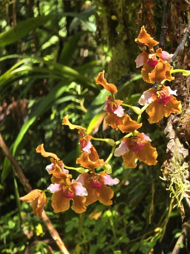 Cyrtochilum volubile, photograph 1