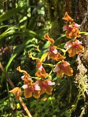 Cyrtochilum volubile, photograph (c) Alan Rockefeller, some rights reserved (CC BY)