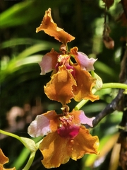 Cyrtochilum volubile, photograph (c) Alan Rockefeller, some rights reserved (CC BY)