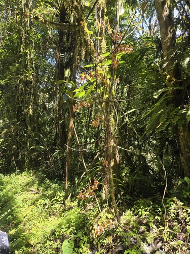 Cyrtochilum volubile, photograph 3