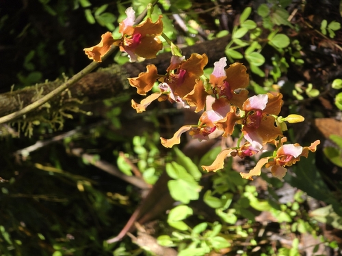 Cyrtochilum volubile, photograph 4
