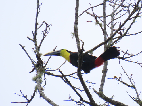 Choco Toucan (Ramphastos brevis), photo 2
