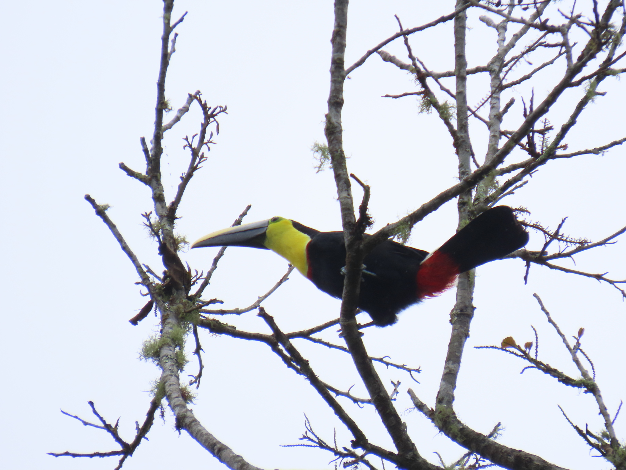 Choco Toucan (Ramphastos brevis), photo 2
