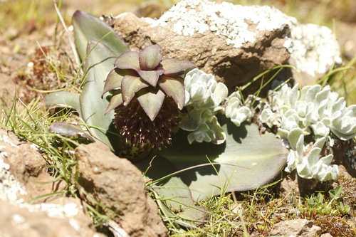 Eucomis schijffii