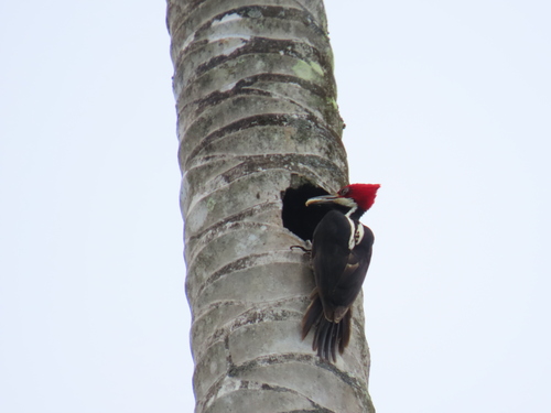 Guayaquil Woodpecker (Campephilus gayaquilensis)