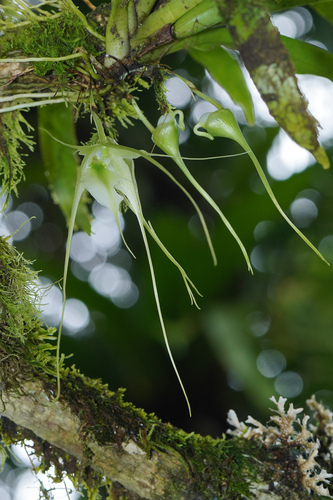 Aeranthes antennophora H.Perrier 3
